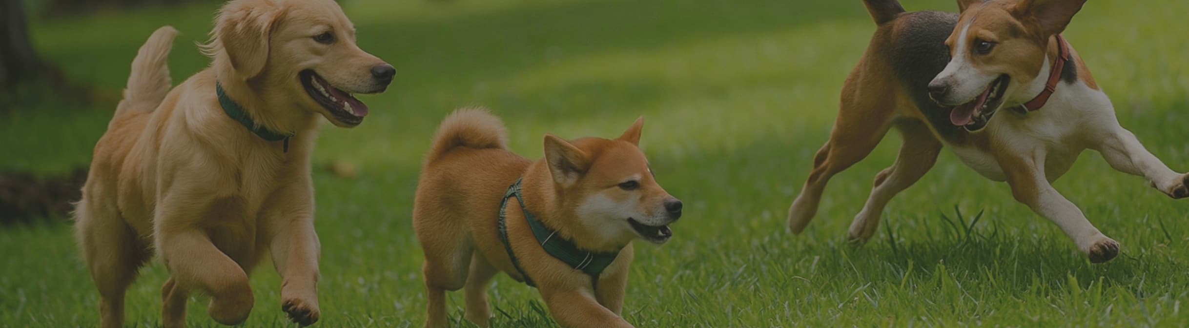 専用遊び場を走り回る楽しそうな犬